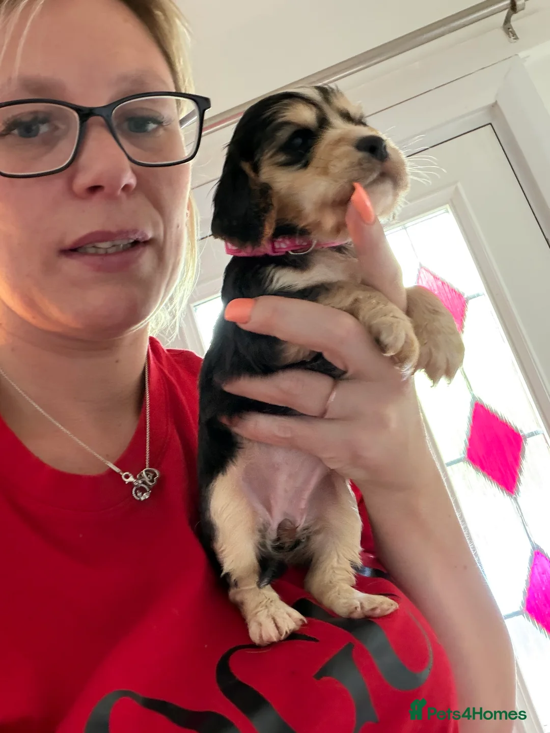 Cocker Spaniel dogs for sale: Show cocker spaniel puppies ready in 3 weeks  - Advert 2