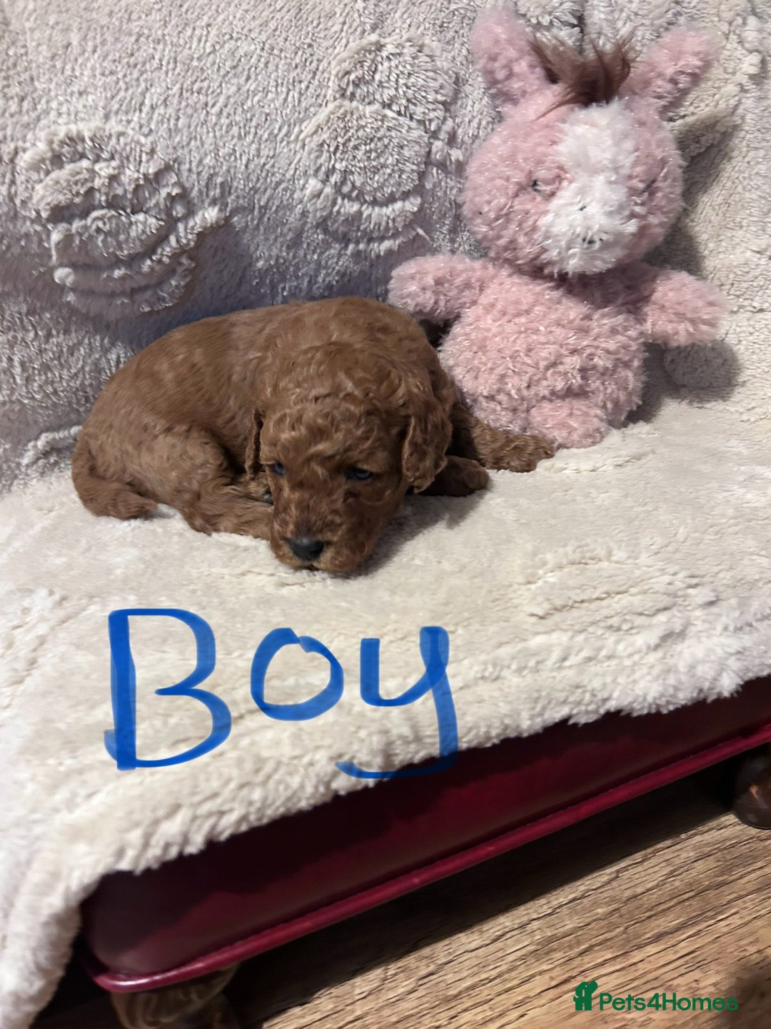 Cockapoo dogs for sale: Toy cockapoo puppies 3 boys 2 girls fox red  - Image 9