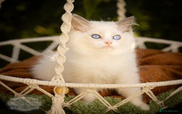 Ragdoll cats for sale: Ragdoll Blue Bicolor Kitten Boy LRBC SHOW TICA - Image 2