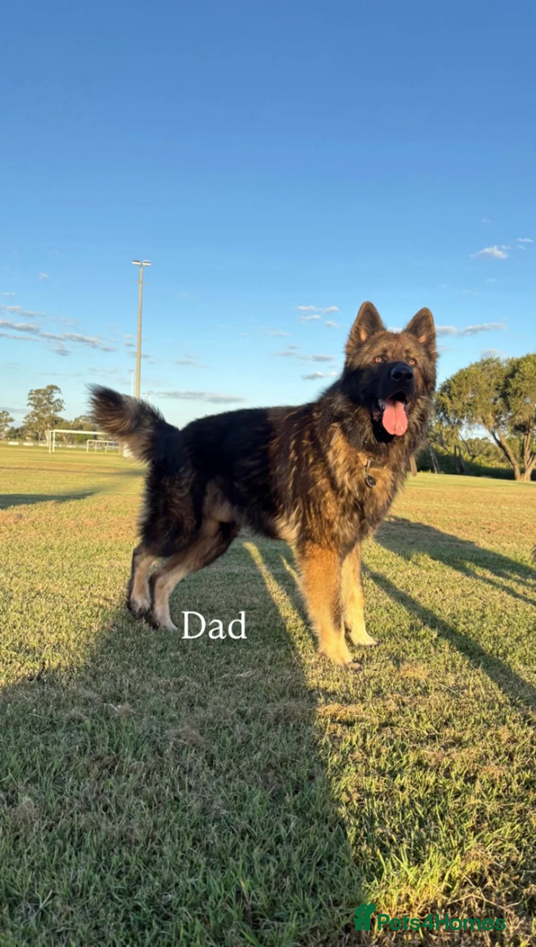 German Shepherd dogs for sale: 100% Healthy Pure Breed  German Shepherd Puppies  - Advert 12