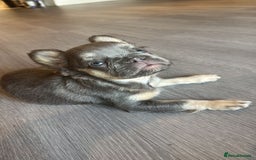 French Bulldog dogs for sale: STUNNING FLUFFY TRI PLATINUM LILAC & TAN FEMALE - Image 3