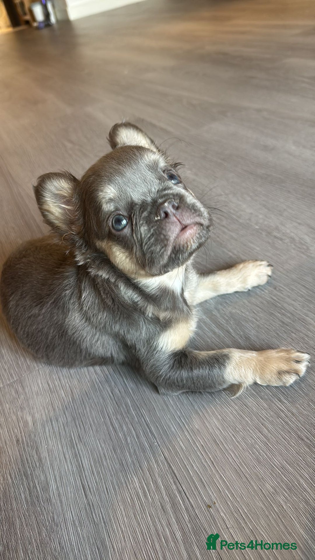 French Bulldog dogs for sale: STUNNING FLUFFY TRI PLATINUM LILAC & TAN FEMALE - Image 3
