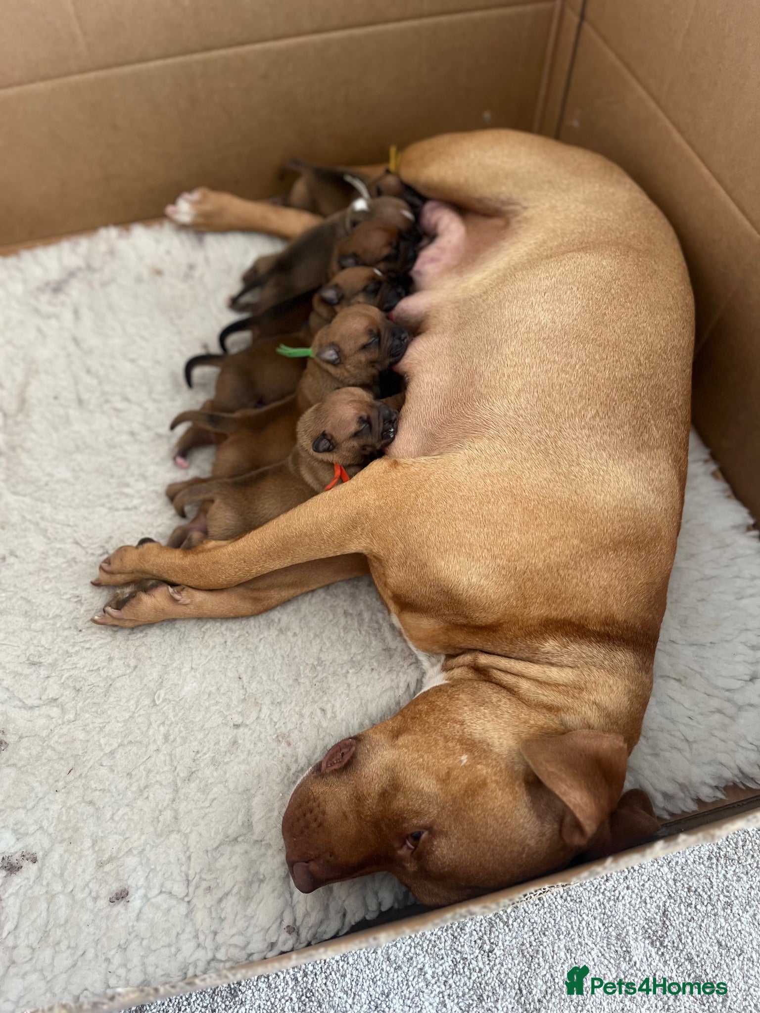 Staffordshire Bull Terrier dogs ❤️Beautiful red Staffordshire bull terrier puppies - Advert 7