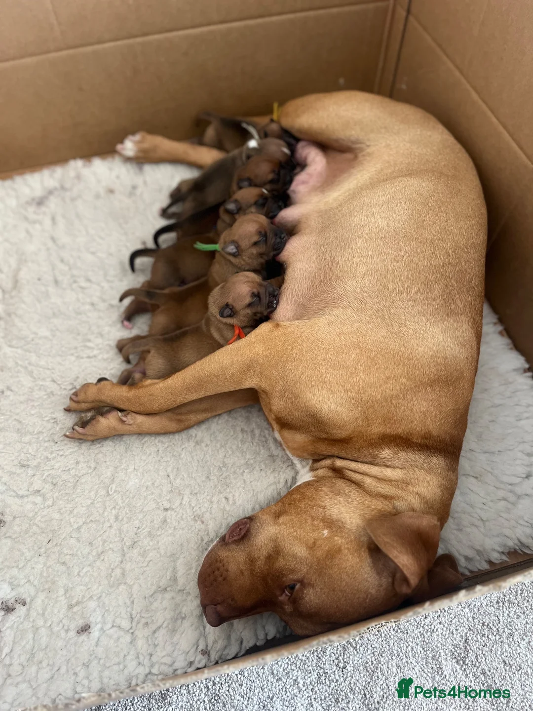 Staffordshire Bull Terrier dogs for sale: ❤️Beautiful red Staffordshire bull terrier puppies - Advert 2