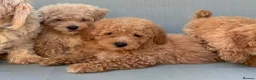 Mixed Breed dogs for sale: Rare Stunning Toy Cavapooshon Family Bred Puppies in Maidstone - Advert 25