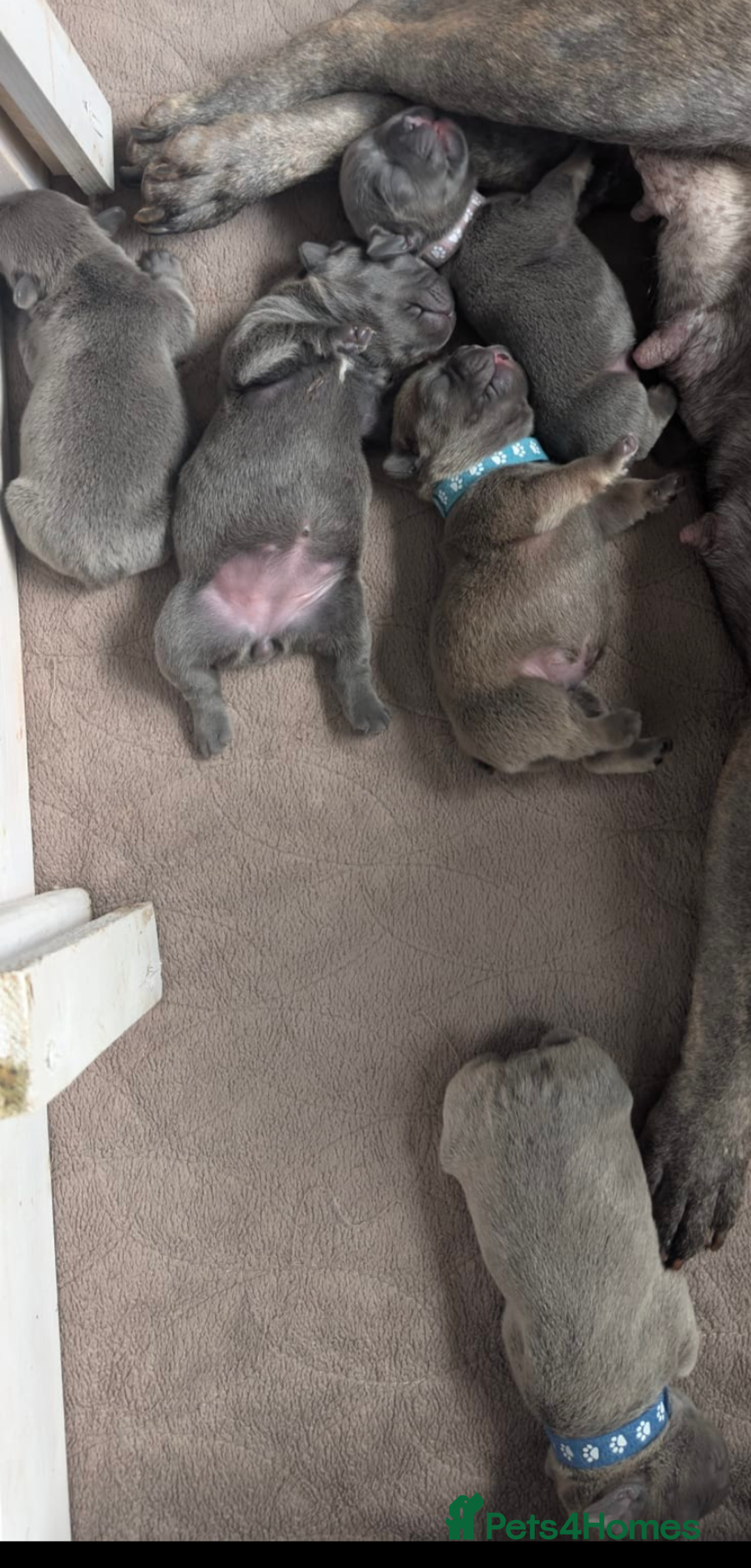 French Bulldog dogs for sale: Stunning French bulldog puppies 🐕 - Image 14
