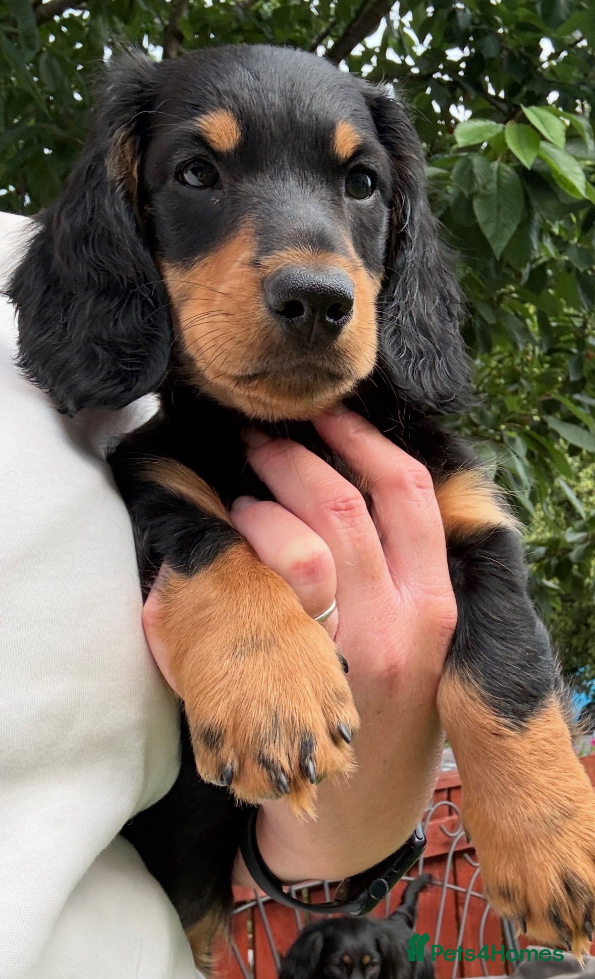 Dachshund dogs KC Standard long haired dachshund  - Advert 1