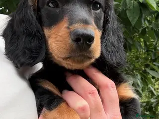 Dachshund dogs KC Standard long haired dachshund - Advert 1