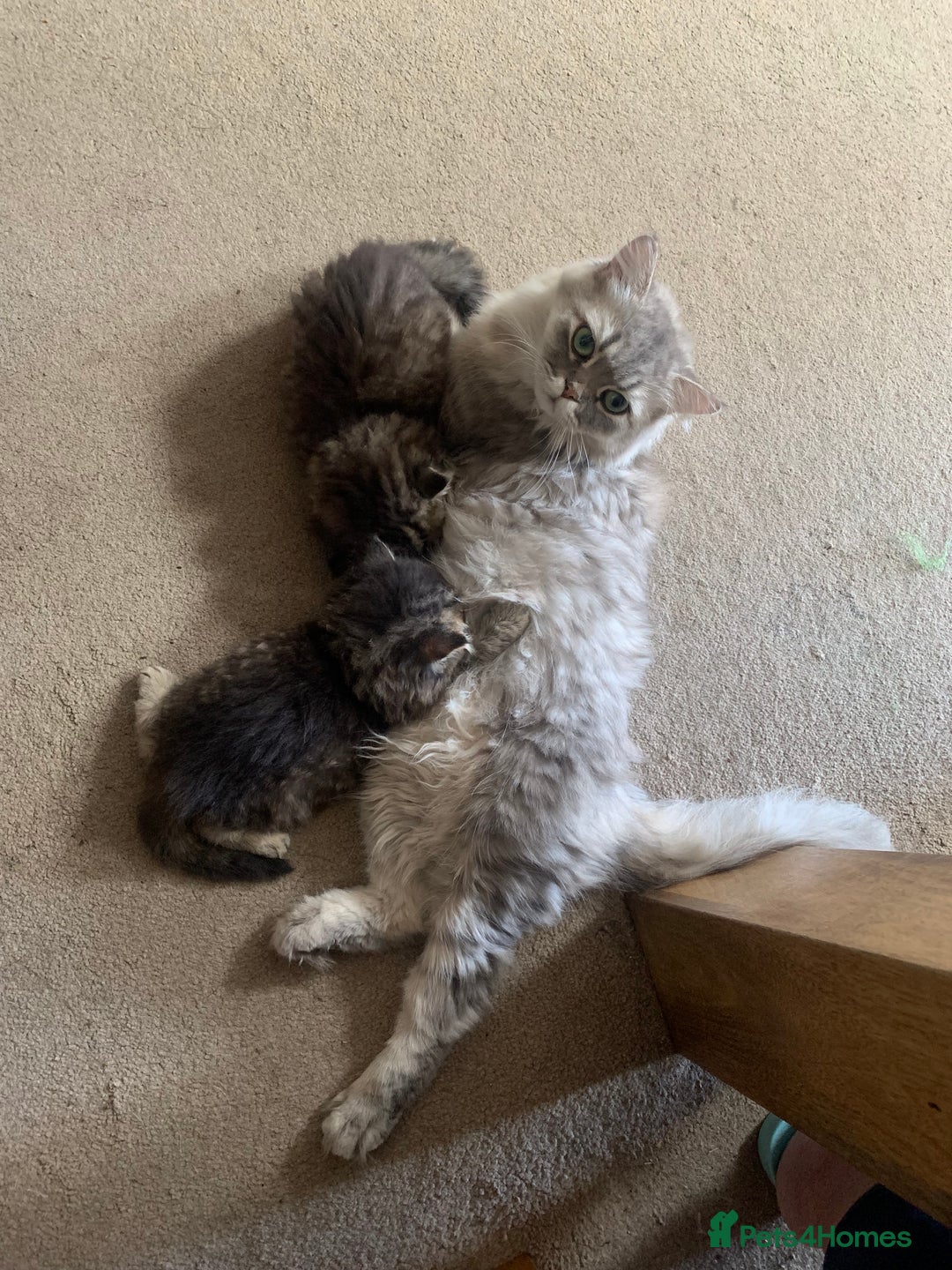 Persian cats for sale: 2 beautiful Persian kittens available from today  - Image 10