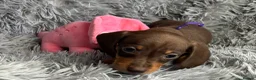 Miniature Dachshund dogs for sale: KC reg, PRA Clear Beautiful Natured Pups - Advert 26