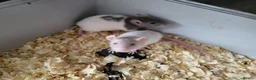 Rat rodents for sale: Siamese and fawn friendly rats - Advert 7