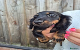 Miniature Dachshund dogs for sale: Long haired miniature dachshunds  - Image 5