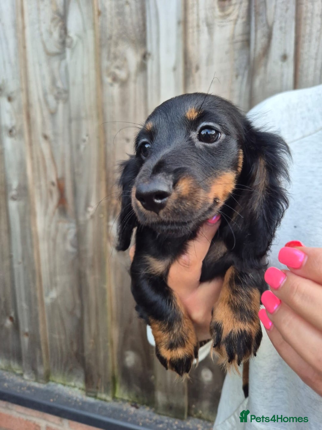 Miniature Dachshund dogs for sale: Long haired miniature dachshunds  - Image 5