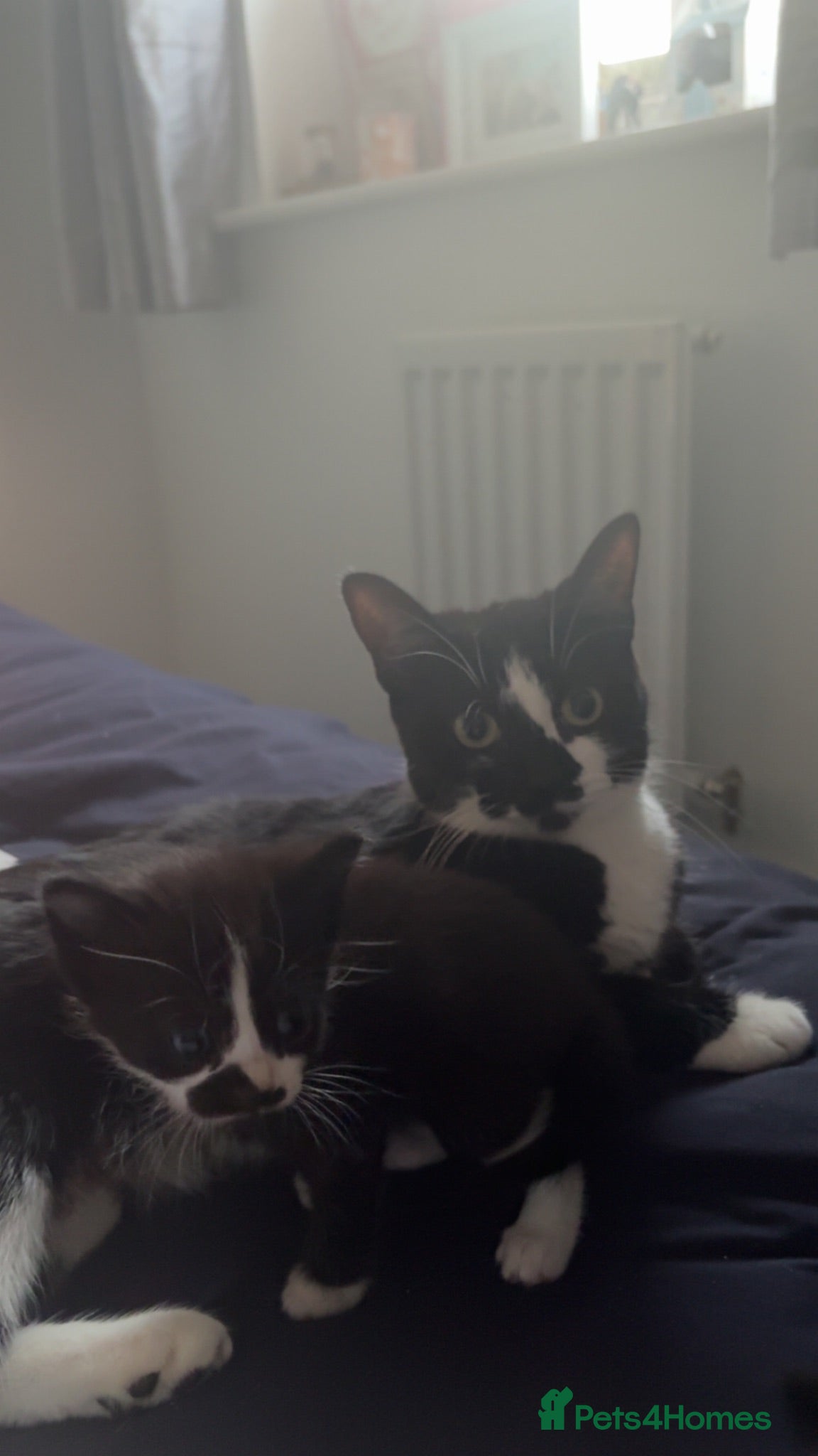 British Shorthair cats Kittens  - Advert 2
