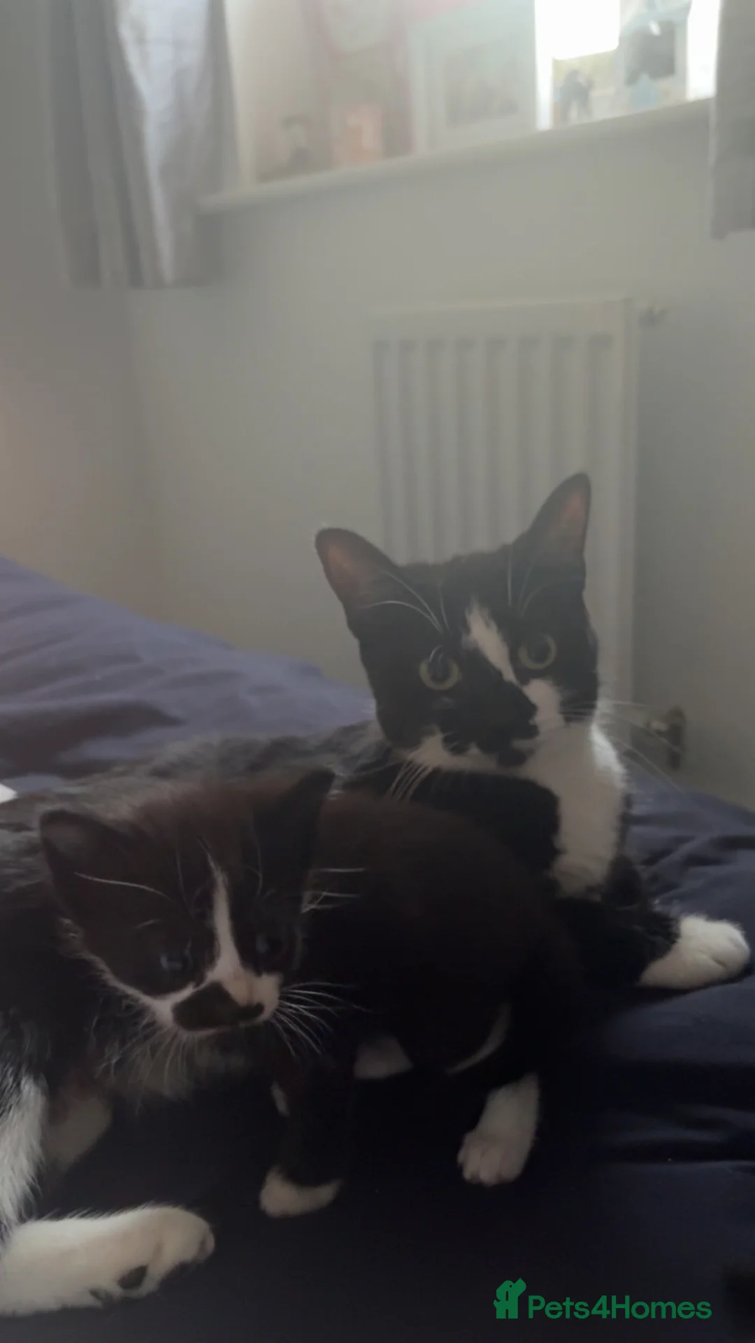 British Shorthair cats for sale: Kittens  - Advert 1