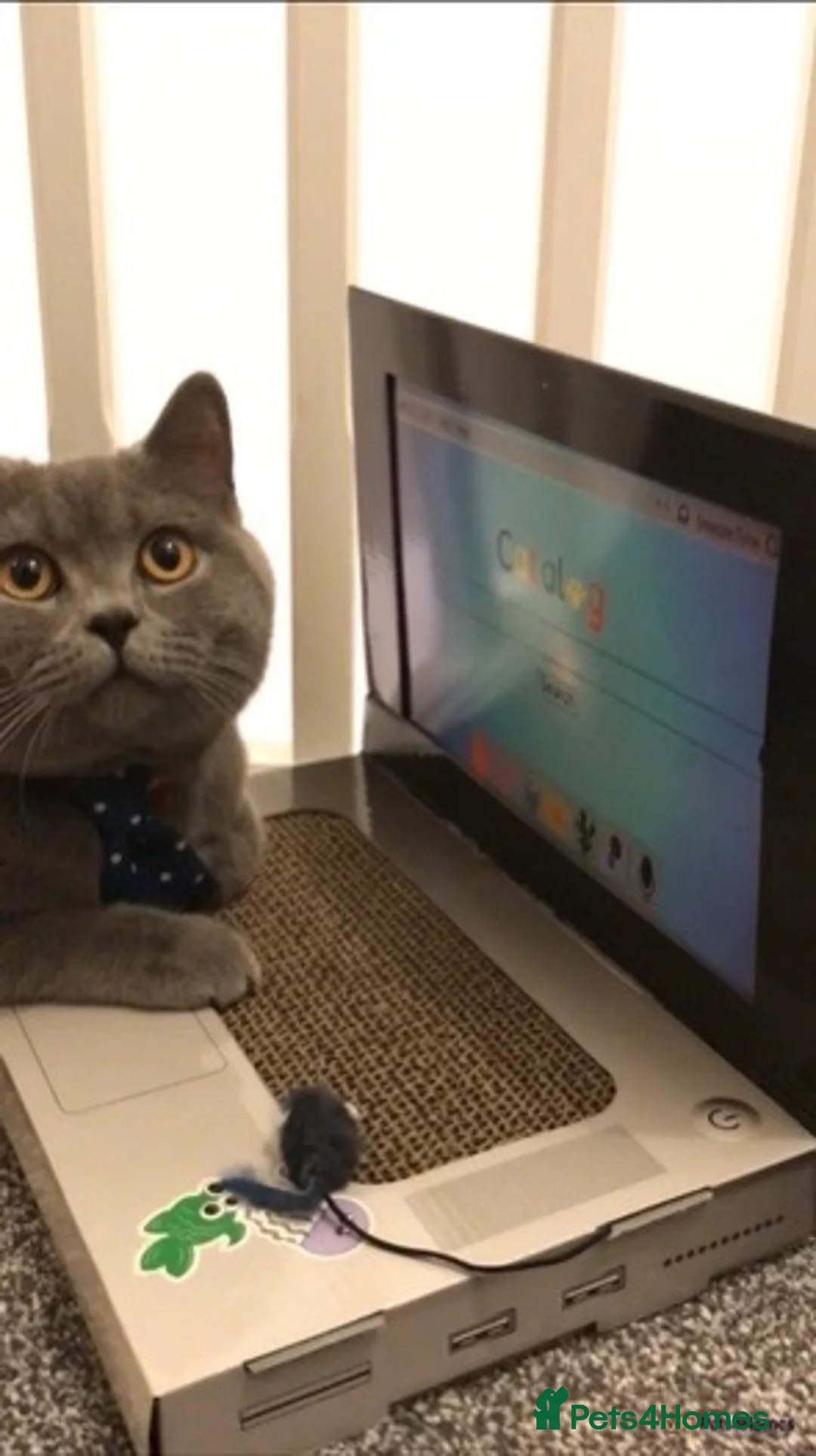 British Shorthair cats for stud: 🐈‍⬛ GIZZY THE STUD 🐈‍⬛ GCCF AND TICA REGISTERED  in Solihull - Advert 23