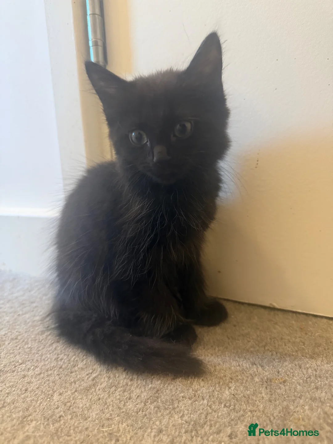 Domestic Shorthair cats for sale: Two beautiful Fluffy kittens for sale in Edgware - Advert 3