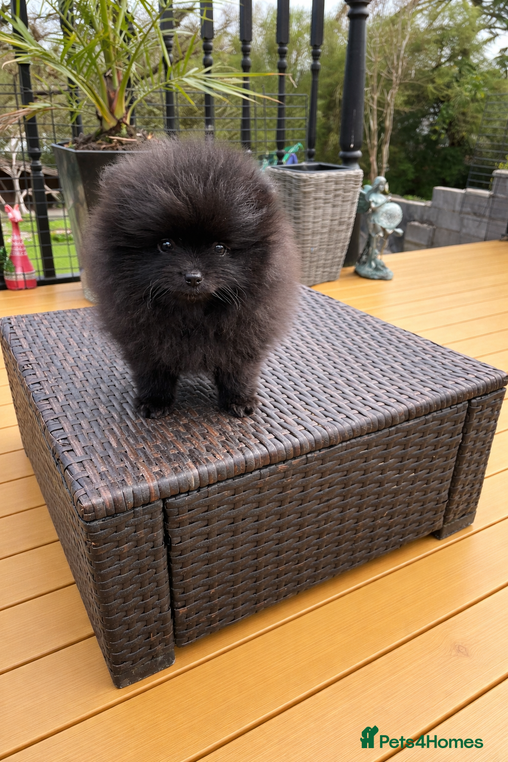 Pomeranian dogs ⭐️Ready now⭐️ Kc Teddy Bear Pomeranians💙 - Advert 16