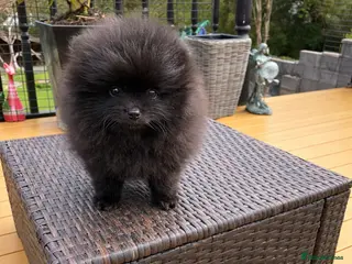 Pomeranian dogs ⭐️Ready now⭐️ Kc Teddy Bear Pomeranians💙 - Advert 16