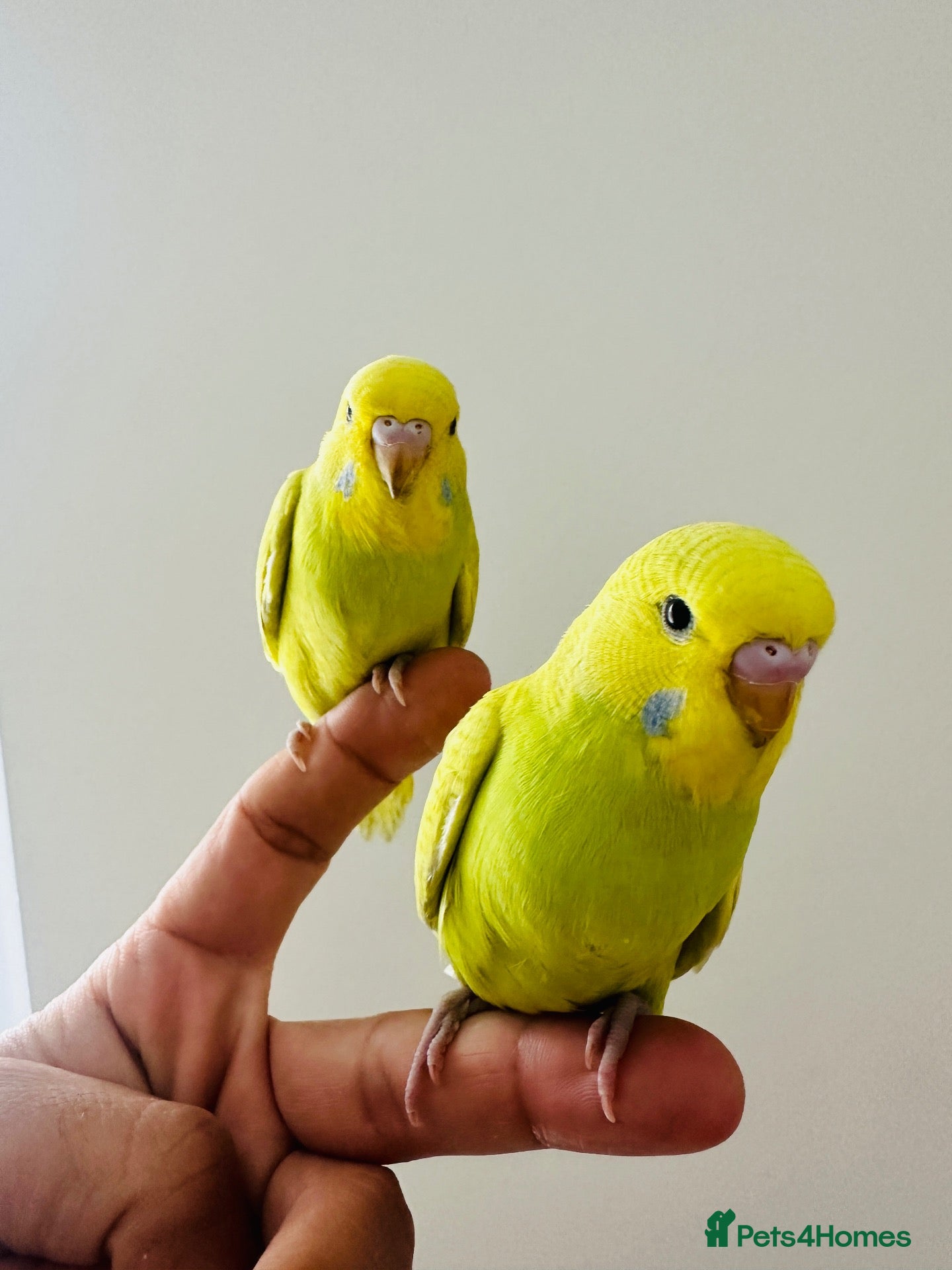 Budgerigars birds Hand Tamed Budgies - Advert 5