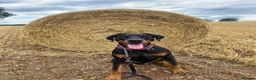 Dobermann dogs for stud: Stud available  - Advert 7