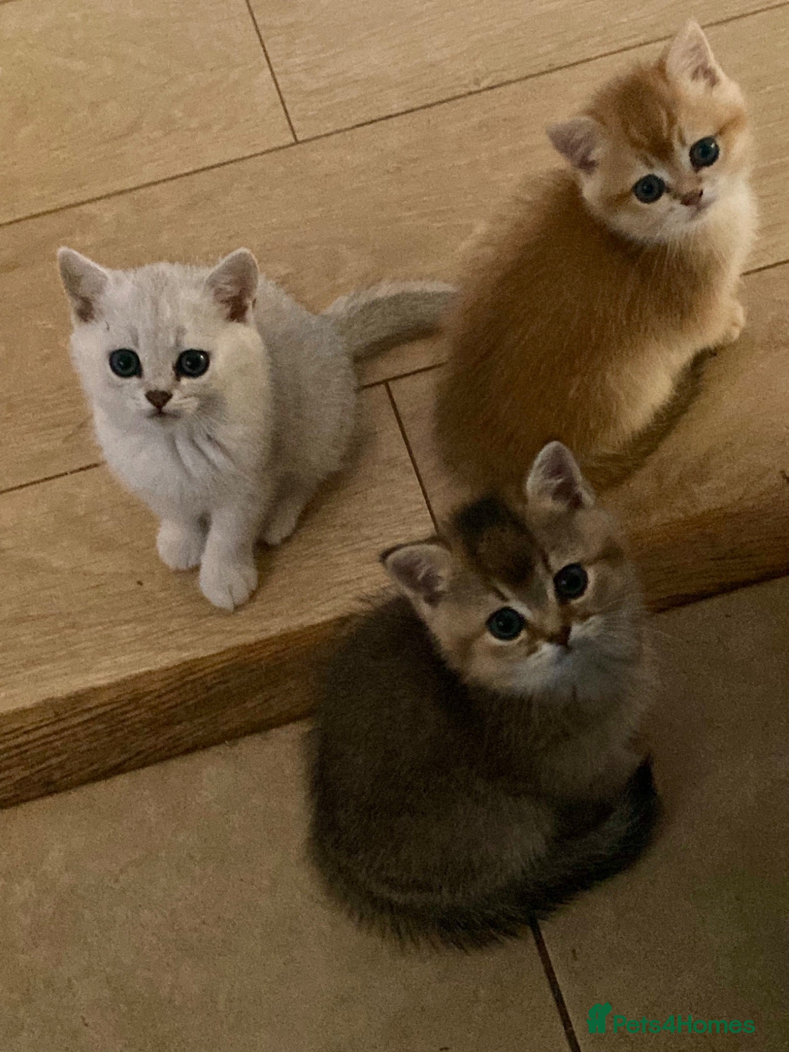 British Shorthair cats British Shorthair Golden & Silver Kittens  - Advert 1
