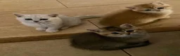 British Shorthair cats for sale: British Shorthair Golden & Silver Kittens  - Advert 8