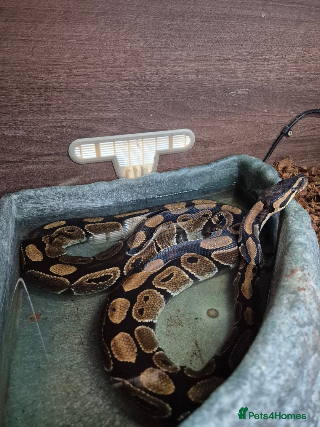 Boa Snake reptiles for sale: Boa, corn, royal snakes - Advert 7