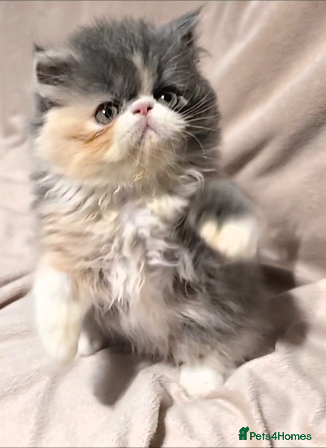 Persian cats for stud: GCCF REGISTERED PERSIAN STUD CHAMPION LINES PROVEN in London - Advert 3