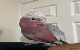 Cockatoo birds for sale: Baby Galah Cockatoo for Sale -  Sweet & Social - Image 7
