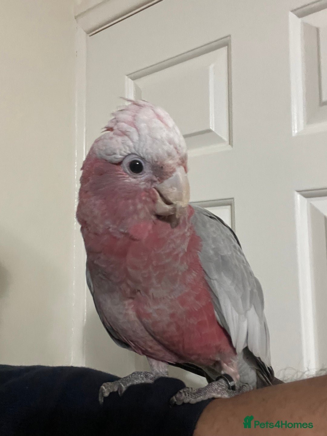 Cockatoo birds for sale: Baby Galah Cockatoo for Sale -  Sweet & Social - Image 7