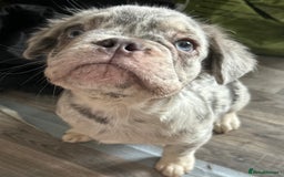 French Bulldog dogs for sale: x2 boys🔥🐾Ready Now🔥🐾Fluffy French bulldogs🔥🐾 in Rotherham - Image 32
