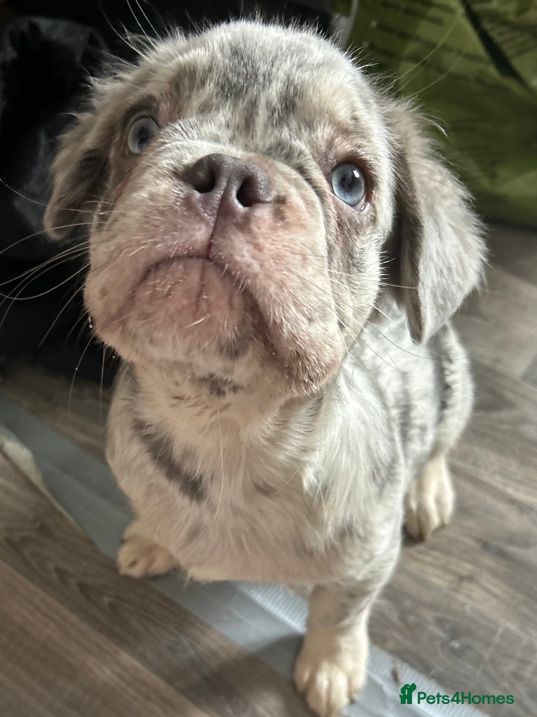 French Bulldog dogs for sale: x2 boys🔥🐾Ready Now🔥🐾Fluffy French bulldogs🔥🐾 in Rotherham - Image 32
