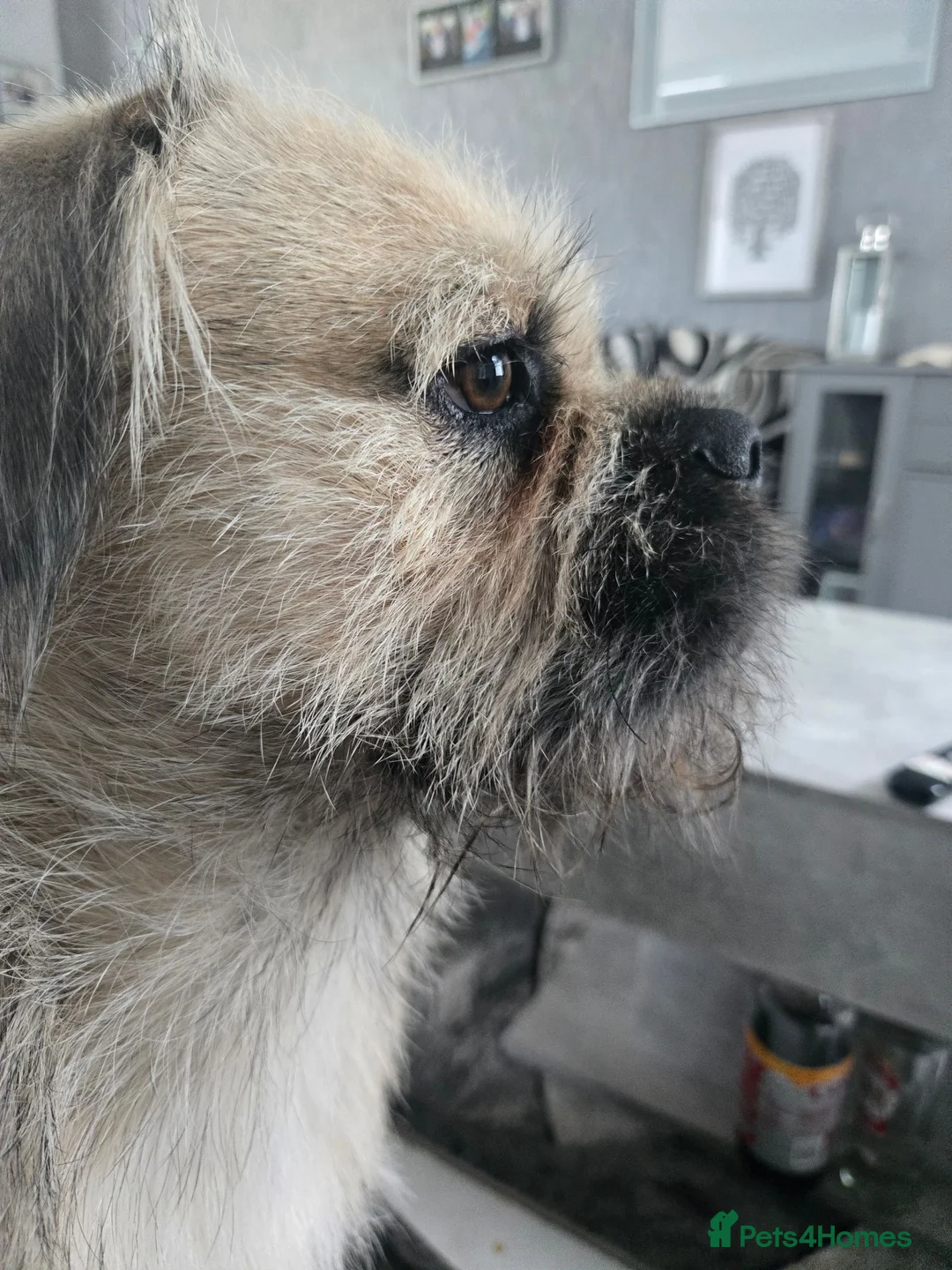 Mixed Breed dogs for sale: Male 16 month old pocket cross shizsu in Manchester - Advert 2