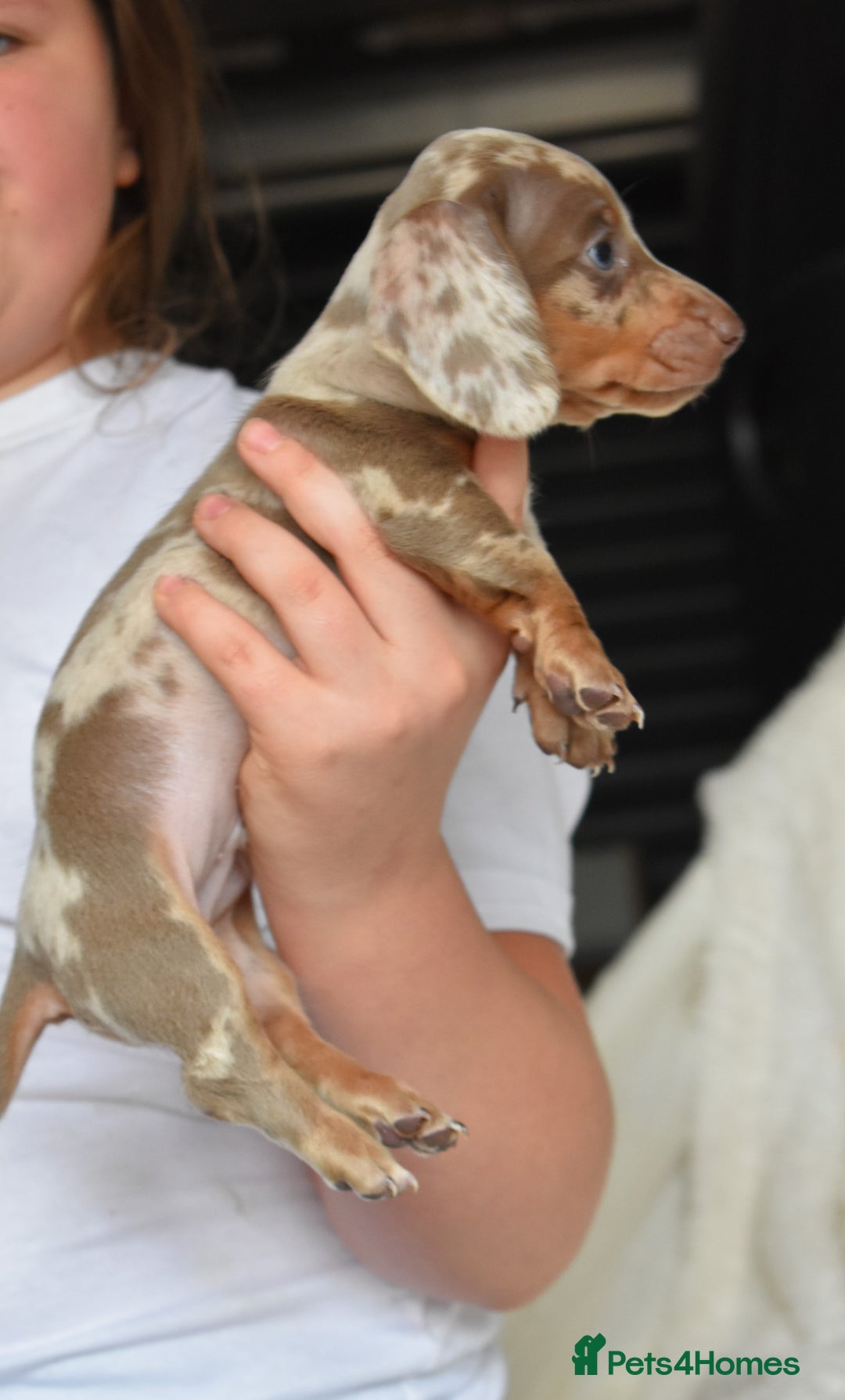 Dachshund dogs for sale: true miniature dachshund puppies  - Image 4