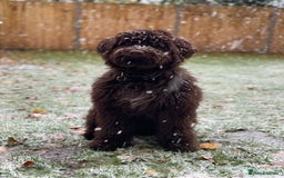Portuguese Water Dog dogs for sale: ARTSEADOG KC registered Pure Portuguese Waterdogs - Image 23