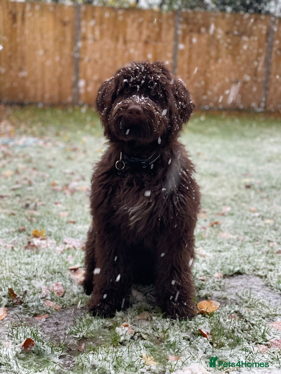 Portuguese Water Dog dogs for sale: ARTSEADOG KC registered Pure Portuguese Waterdogs - Image 23