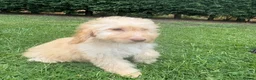 Cockapoo dogs for sale: Cockerpoo puppies  - Advert 2