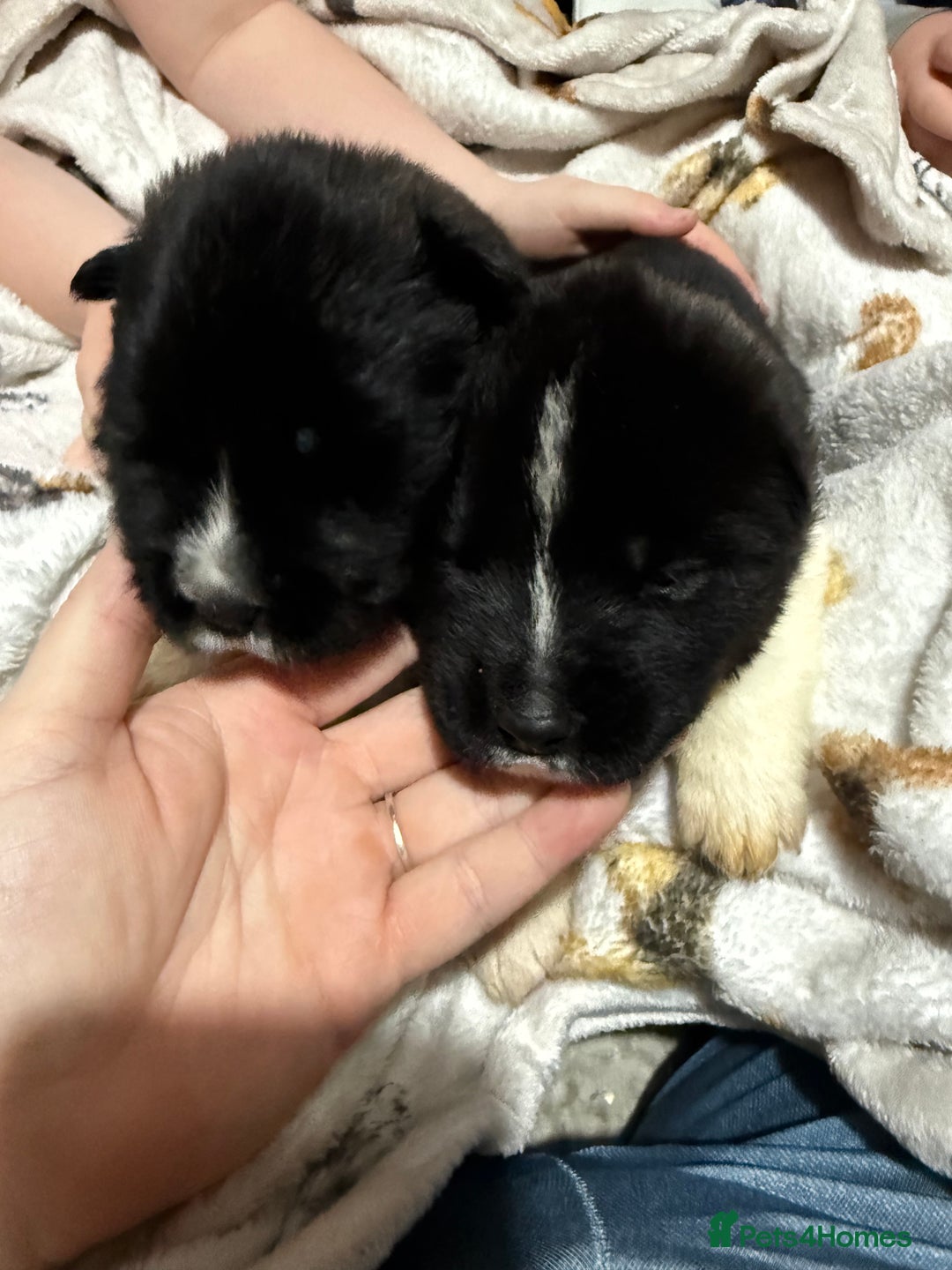 Akita dogs for sale: Big bear head full American Akitas  - Advert 3