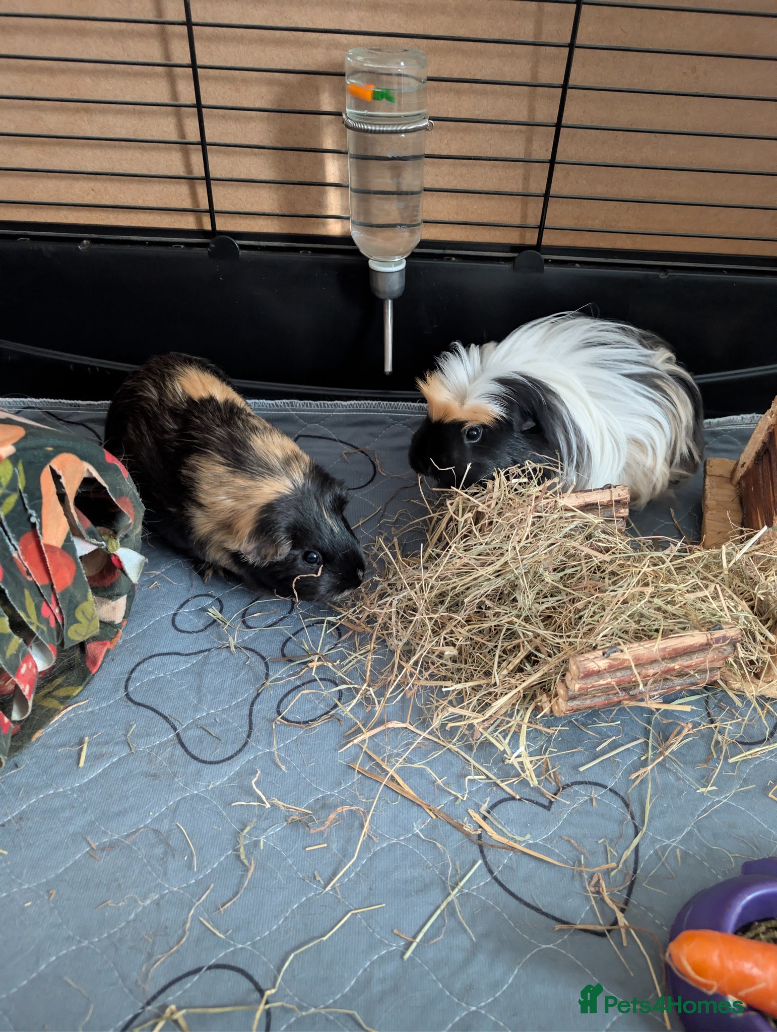 Guinea Pig rodents for sale: 2 female guinea pigs  in Prestonpans - Advert 1