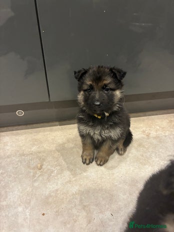 German Shepherd dogs Adorable 6 weeks old German Shepherd Pups - Advert 7