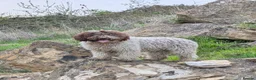 Spanish Water Dog dogs for sale: Spanish water dog  - Advert 29