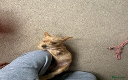 Chorkie dogs for sale: Chorkie for sale  - Image 4
