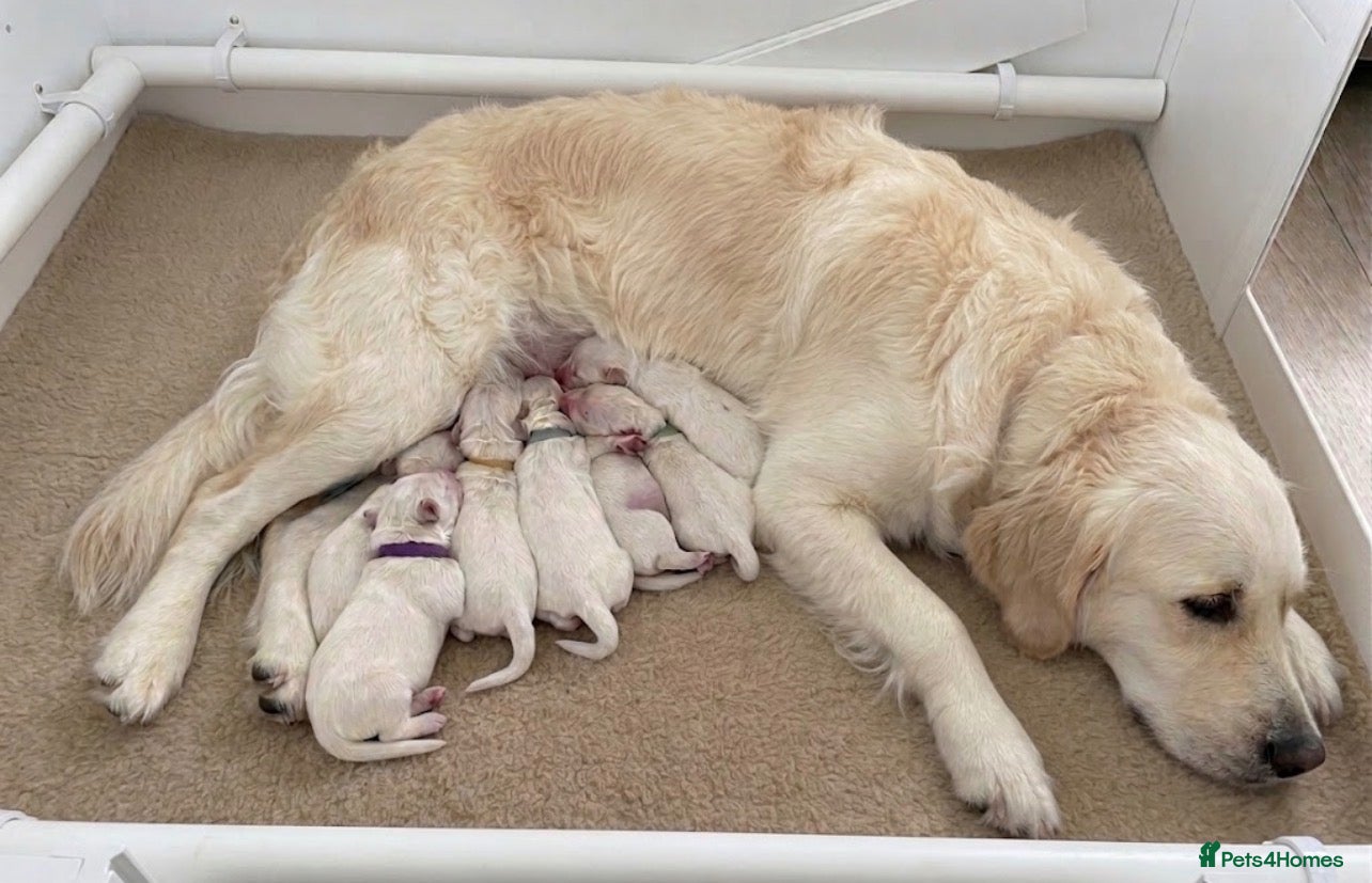 Golden Retriever dogs Light cream golden retrievers  - Advert 16