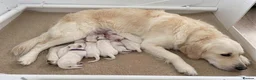 Golden Retriever dogs for sale: Light cream golden retrievers ( 1 boy left)  - Advert 1