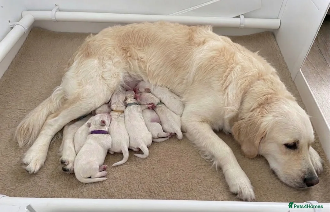Golden Retriever dogs for sale: Light cream golden retrievers ( 1 boy left)  - Advert 1