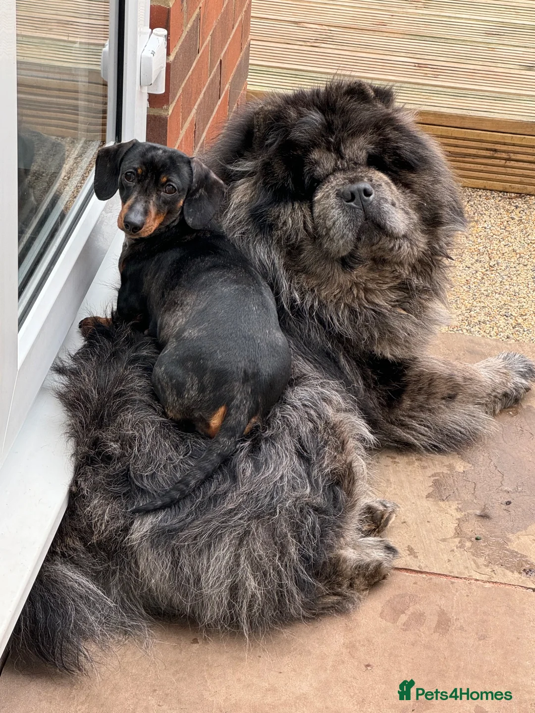 Chow Chow dogs for sale: Chow Chow pair - must stay together - Advert 5