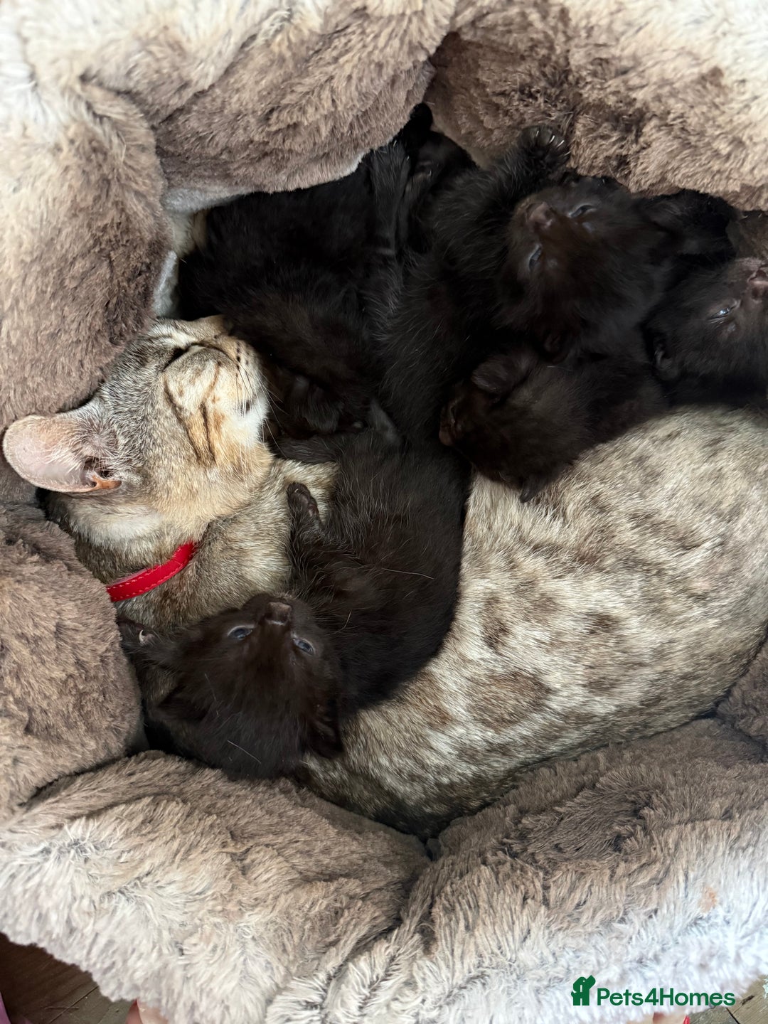 Bengal cats for sale: Mix bread - Image 2