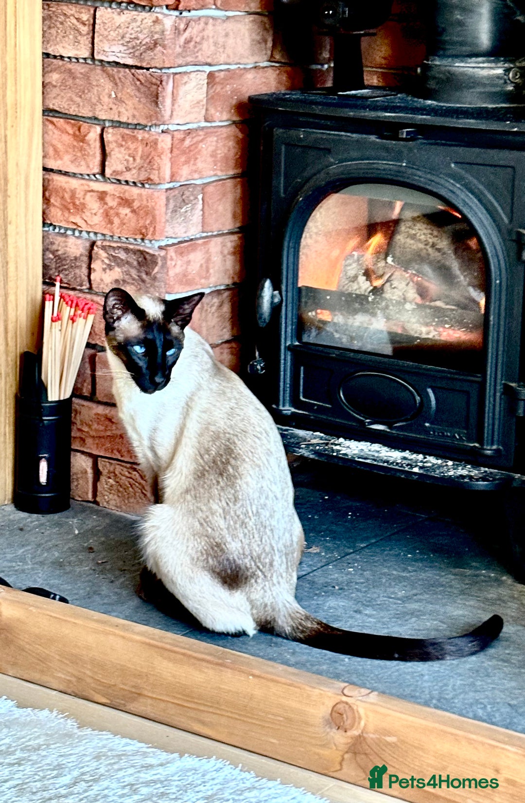 Siamese cats for sale: Seal Point Siamese - Image 2