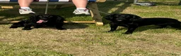 Cocker Spaniel dogs for sale: Exceptional well bred KC Cocker Spainel puppies  - Advert 4